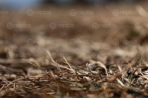 Find  the Image dried,grass,background,blurred,surrounding  and other Royalty Free Stock Images of Nepal in the Neptos collection.