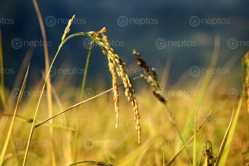 Find  the Image rice,field,images#sindhupalchok#,bigal,village,#stockimage#,nepal,photography,sita,maya,shrestha  and other Royalty Free Stock Images of Nepal in the Neptos collection.