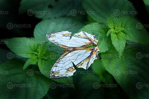 Find  the Image butterfly,stock,image#,nepal,photography,sita,maya,shrestha  and other Royalty Free Stock Images of Nepal in the Neptos collection.