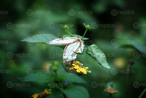 Find  the Image butterfly,stock,image#,nepal,photography,sita,maya,shrestha  and other Royalty Free Stock Images of Nepal in the Neptos collection.