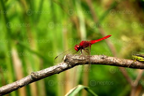 Find  the Image red,dragonfly,#stock,image#,nepal_photography,sita,maya,shrestha  and other Royalty Free Stock Images of Nepal in the Neptos collection.