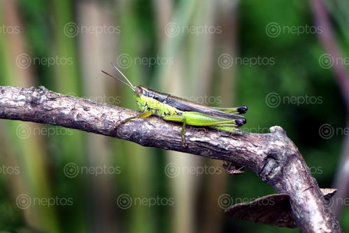 Find  the Image grasshopper#stock,image#,nepal_photography,sita,maya,shrestha  and other Royalty Free Stock Images of Nepal in the Neptos collection.