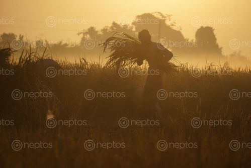 Find  the Image farmers,harvesting,paddy,corps,chitwan,nepal  and other Royalty Free Stock Images of Nepal in the Neptos collection.