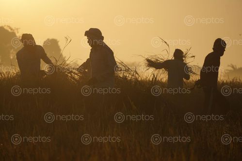 Find  the Image farmers,harvesting,corps,chitwan,nepal  and other Royalty Free Stock Images of Nepal in the Neptos collection.