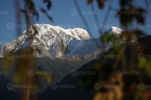 Find  the Image annapurna,mountain,pokhara  and other Royalty Free Stock Images of Nepal in the Neptos collection.