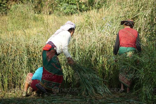 Find  the Image nepali,farmers,harvesting,rice,pokhara,nepal  and other Royalty Free Stock Images of Nepal in the Neptos collection.