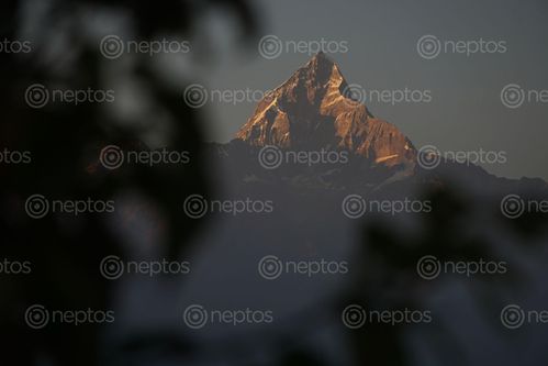 Find  the Image sunset,view,fishtail,mountain,pokhara,nepal  and other Royalty Free Stock Images of Nepal in the Neptos collection.