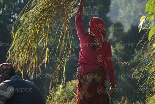 Find  the Image farmers,havesting,pokhara,nepal  and other Royalty Free Stock Images of Nepal in the Neptos collection.