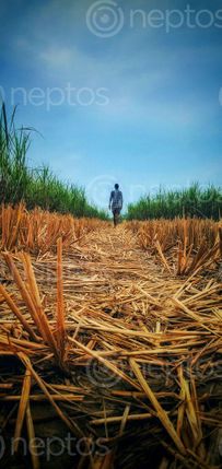 Find  the Image boy,walks,recently,harvested,rice,field,reach,safeguard,nearby,sugarcane,grazing,animals,photo,heart,rural,bihar,india  and other Royalty Free Stock Images of Nepal in the Neptos collection.