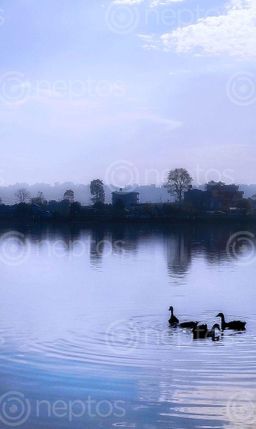 Find  the Image ducks,swimming,taudaha,evening,reflection,trees,houses  and other Royalty Free Stock Images of Nepal in the Neptos collection.
