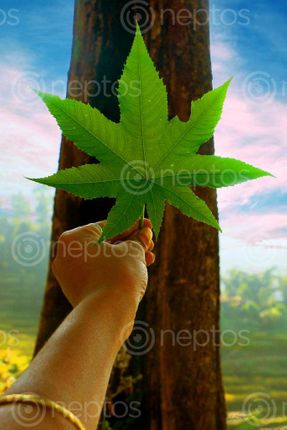Find  the Image leaf,stock,image,nepal,photography,sita,maya,shrestha  and other Royalty Free Stock Images of Nepal in the Neptos collection.