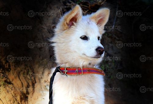 Find  the Image small,white,dog,stock,image,nepal,photography,sita,maya,shrestha  and other Royalty Free Stock Images of Nepal in the Neptos collection.