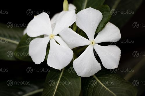 Find  the Image closeup,jasmine,flower,garden  and other Royalty Free Stock Images of Nepal in the Neptos collection.