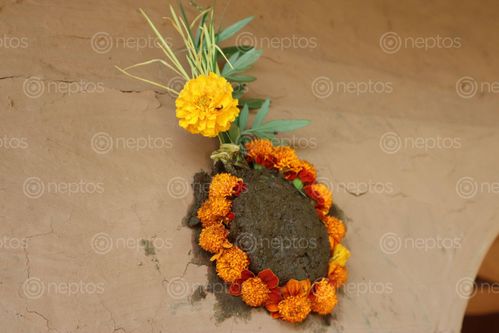 Find  the Image village,home,decoration,time,dashain,tihar,nepal,culture,hindu  and other Royalty Free Stock Images of Nepal in the Neptos collection.