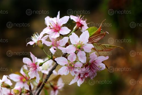 Find  the Image payorflower#,pink,white#,stock,image,nepal,photography,sita,maya,shrestha  and other Royalty Free Stock Images of Nepal in the Neptos collection.