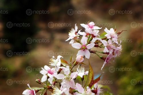 Find  the Image payorflower#,pink,white#,stock,image,nepal,photography,sita,maya,shrestha  and other Royalty Free Stock Images of Nepal in the Neptos collection.