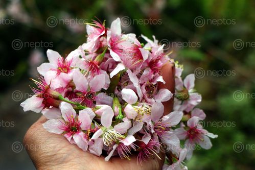 Find  the Image payorflower#,pink,white#,holding,flower#,stock,image,nepal,photography,sita,maya,shrestha  and other Royalty Free Stock Images of Nepal in the Neptos collection.
