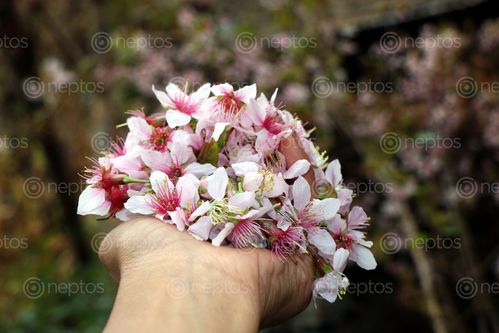 Find  the Image payorflower#,pink,white#,holding,flower#,stock,image,nepal,photography,sita,maya,shrestha  and other Royalty Free Stock Images of Nepal in the Neptos collection.
