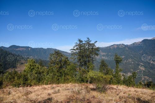 Find  the Image pic,khijidemba,rural,municipality,okhaldhunga  and other Royalty Free Stock Images of Nepal in the Neptos collection.