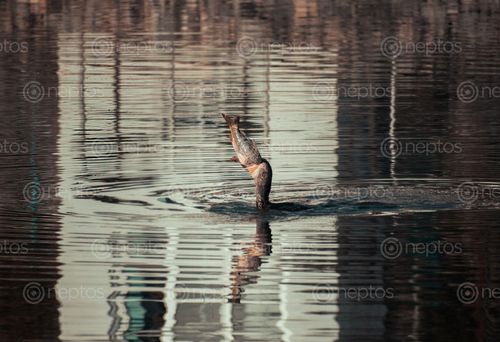Find  the Image luck,preparation,meets,opportunity,picture,great,cormorant,catches,fist,taudaha,lake,outskirts,kathmandu,valley  and other Royalty Free Stock Images of Nepal in the Neptos collection.