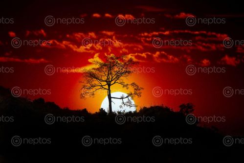 Find  the Image beautiful,tree,image,#listi,village,sindhupalchok,#stock,#nepal,photographyby,sita,maya,shrestha  and other Royalty Free Stock Images of Nepal in the Neptos collection.