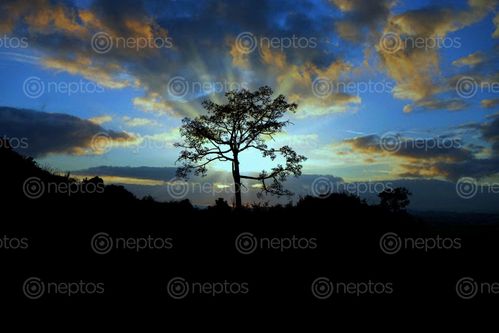 Find  the Image beautiful,tree,image,#listi,village,sindhupalchok,#stock,#nepal,photographyby,sita,maya,shrestha  and other Royalty Free Stock Images of Nepal in the Neptos collection.