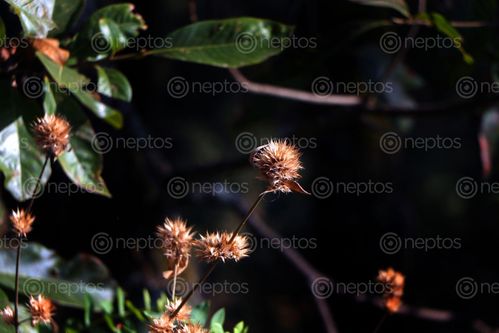 Find  the Image forest,flower,image#stock,image,#nepal,photographyby,sita,maya,shrestha  and other Royalty Free Stock Images of Nepal in the Neptos collection.