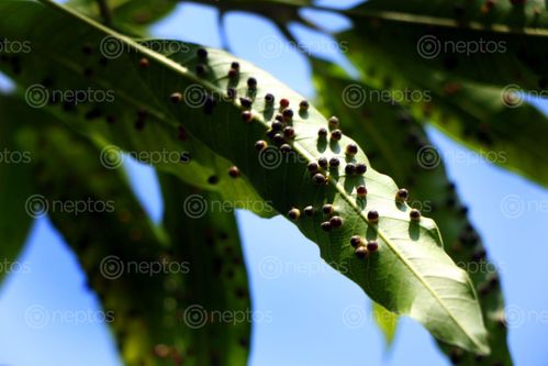 Find  the Image mango,leaf,image#stock,image,#nepal,photographyby,sita,maya,shrestha  and other Royalty Free Stock Images of Nepal in the Neptos collection.