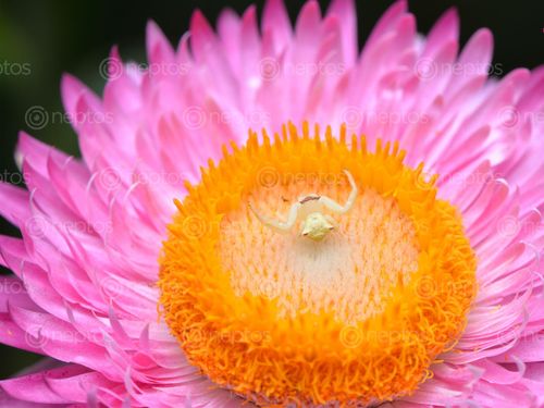 Find  the Image crab,spider,flower  and other Royalty Free Stock Images of Nepal in the Neptos collection.
