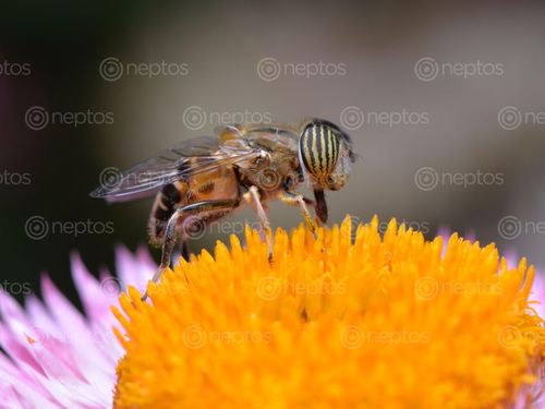 Find  the Image band,eyed,drone,fly,flower  and other Royalty Free Stock Images of Nepal in the Neptos collection.