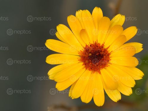 Find  the Image macro,view,flower  and other Royalty Free Stock Images of Nepal in the Neptos collection.