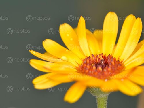 Find  the Image flower,water,droplet  and other Royalty Free Stock Images of Nepal in the Neptos collection.