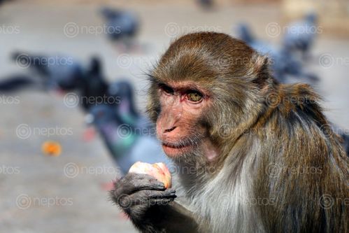 Find  the Image monkey,eating,apple,swayambhunath,stupa,kathmandu,nepal#stockimage#,nepalphotographybysita,mayashrestha  and other Royalty Free Stock Images of Nepal in the Neptos collection.