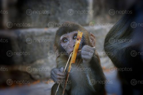 Find  the Image monkey,baby,eating,sugarcaneon,swayambhunath,stupa,kathmandu,nepal#stockimage#,nepalphotographybysita,mayashrestha  and other Royalty Free Stock Images of Nepal in the Neptos collection.