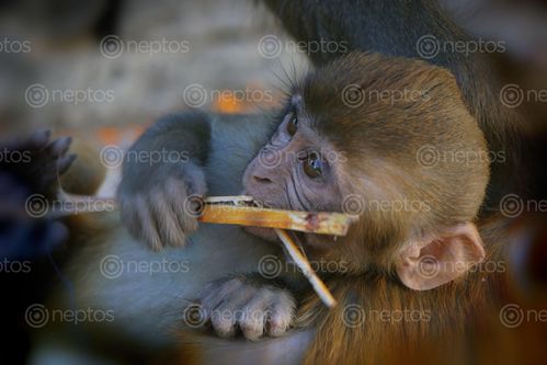 Find  the Image sitting,monkey,baby,swayambhunath,stupa,kathmandu,nepal#stockimage#,nepalphotographybysita,mayashrestha  and other Royalty Free Stock Images of Nepal in the Neptos collection.