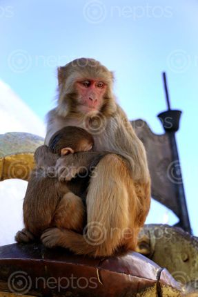 Find  the Image thinking,mother,monkey#swayambhunath,stupa,kathmandu,nepal#,stock,image#nepalphotographybysitamayashrestha  and other Royalty Free Stock Images of Nepal in the Neptos collection.