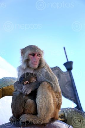 Find  the Image sitting,monkey&her,baby,swayambhunath,stupa,kathmandu,nepal#stockimage#,nepalphotographybysita,mayashrestha  and other Royalty Free Stock Images of Nepal in the Neptos collection.