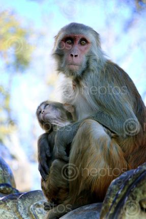 Find  the Image sitting,monkey&her,baby,swayambhunath,stupa,kathmandu,nepal#stockimage#,nepalphotographybysita,mayashrestha  and other Royalty Free Stock Images of Nepal in the Neptos collection.