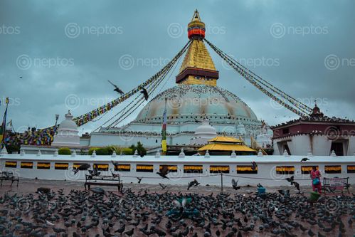 Find  the Image pleasant,morning,boudha,stupa,unesco,world,heritage,site,buddhist,religion,temple  and other Royalty Free Stock Images of Nepal in the Neptos collection.