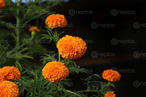 Find  the Image marigold,flower#stock,image,#nepalphotographybysitamayashrestha  and other Royalty Free Stock Images of Nepal in the Neptos collection.