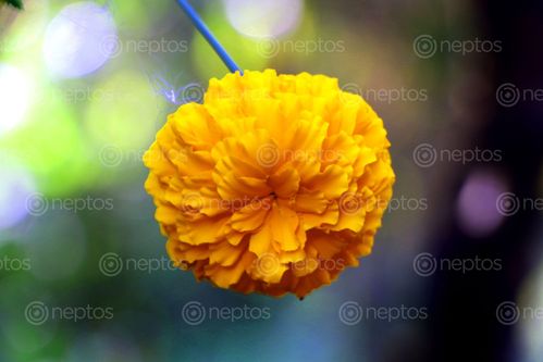 Find  the Image marigold,flower#stock,image,#nepalphotographybysitamayashrestha  and other Royalty Free Stock Images of Nepal in the Neptos collection.