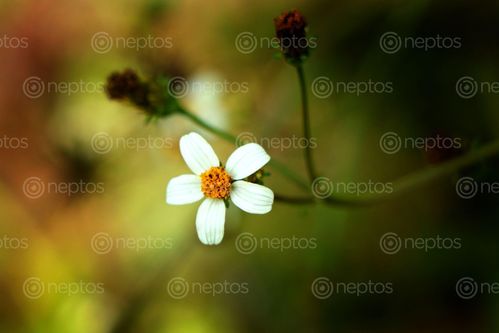 Find  the Image forest,flowers,garden,nepal#stock,image,nepal,photography,bysitamayashrestha  and other Royalty Free Stock Images of Nepal in the Neptos collection.