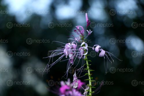 Find  the Image autumn,flowers,garden,nepal#stock,image,nepal,photography,bysitamayashrestha  and other Royalty Free Stock Images of Nepal in the Neptos collection.