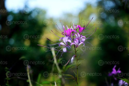 Find  the Image autumn,flowers,garden,nepal#stock,image,nepal,photography,bysitamayashrestha  and other Royalty Free Stock Images of Nepal in the Neptos collection.