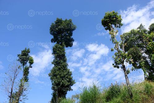 Find  the Image beautiful,trees,blue,sky,clouds,background#stock,image,#nepalphotographybysitamayashrestha  and other Royalty Free Stock Images of Nepal in the Neptos collection.