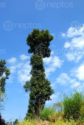Find  the Image beautiful,trees,blue,sky,clouds,background#stock,image,#nepalphotographybysitamayashrestha  and other Royalty Free Stock Images of Nepal in the Neptos collection.