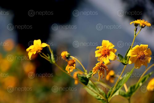 Find  the Image yellow,flower#stock,image,nepal,photographyby,sita,maya,shrestha  and other Royalty Free Stock Images of Nepal in the Neptos collection.