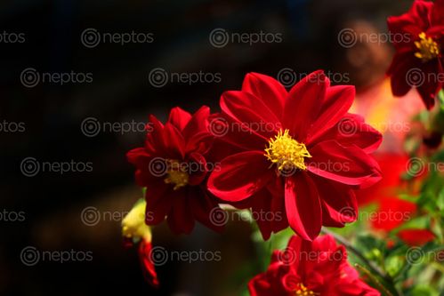 Find  the Image dahlia,flower#stock,image,nepal,photographyby,sita,maya,shrestha  and other Royalty Free Stock Images of Nepal in the Neptos collection.