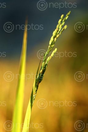 Find  the Image rice,plant#stock,image,nepal,photographyby,sita,maya,shrestha  and other Royalty Free Stock Images of Nepal in the Neptos collection.