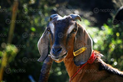 Find  the Image goat#stock,image,#nepalphotographybysitamayashrestha  and other Royalty Free Stock Images of Nepal in the Neptos collection.